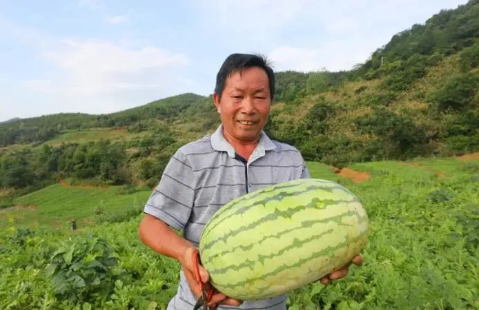 荒地种植什么能赚钱_荒地种植致富_农村荒地种植