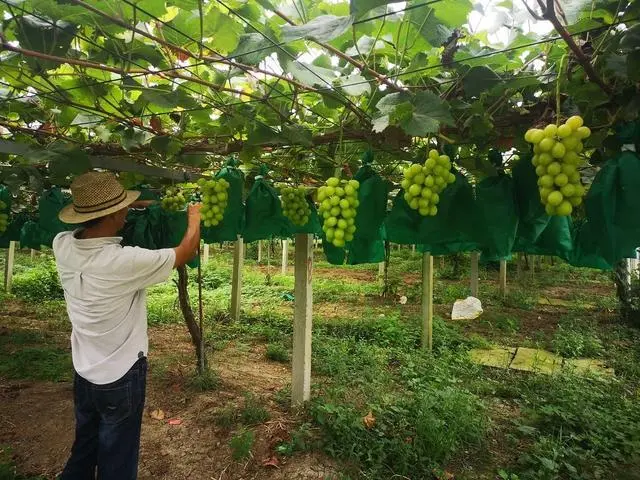 葡萄种植致富_致富种植葡萄怎么样_种植葡萄赚钱吗