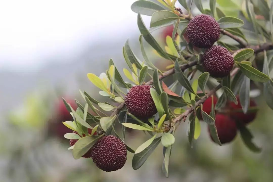 怎样种植杨梅树_杨梅树栽植技术_早杨梅树种植技术