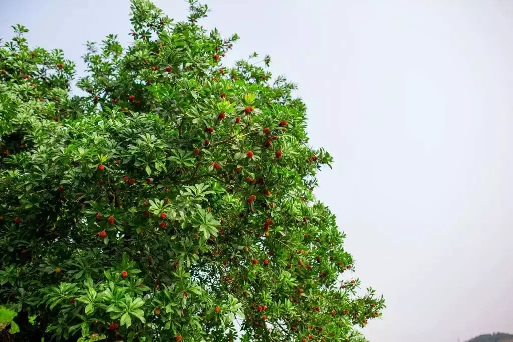 怎样种植杨梅树_早杨梅树种植技术_杨梅树栽植技术