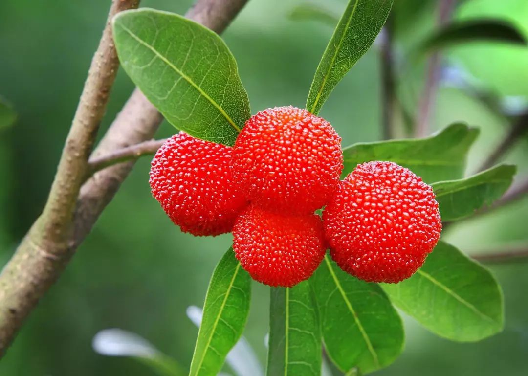 杨梅树栽植技术_怎样种植杨梅树_早杨梅树种植技术