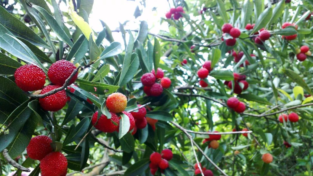 杨梅树栽植技术_早杨梅树种植技术_怎样种植杨梅树