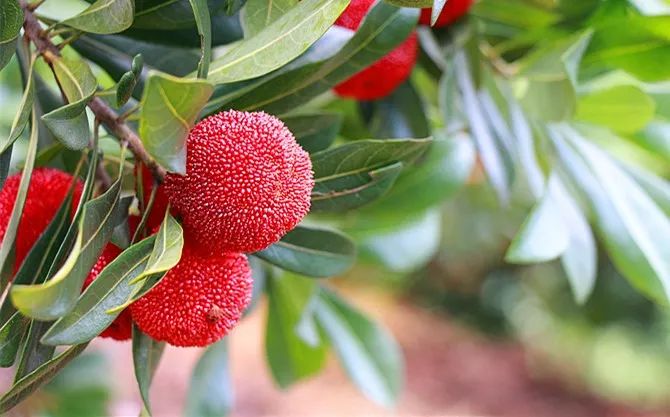 杨梅树栽植技术_早杨梅树种植技术_怎样种植杨梅树