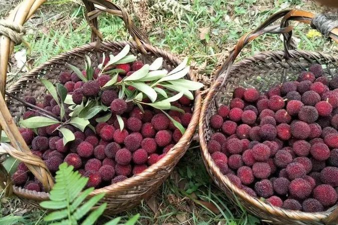 杨梅树栽植技术_怎样种植杨梅树_早杨梅树种植技术