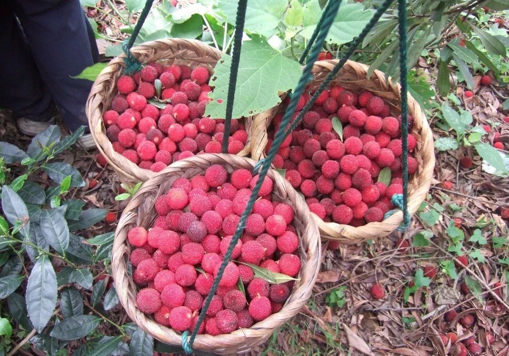 怎样种植杨梅树_早杨梅树种植技术_杨梅树栽植技术