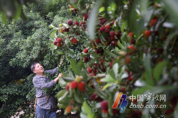 早杨梅树种植技术_怎样种植杨梅树_杨梅树苗种植