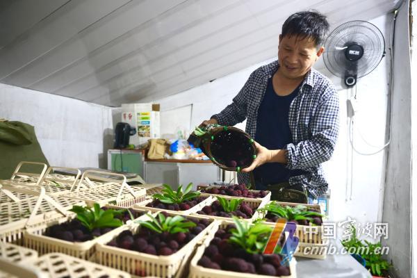 早杨梅树种植技术_杨梅树苗种植_怎样种植杨梅树