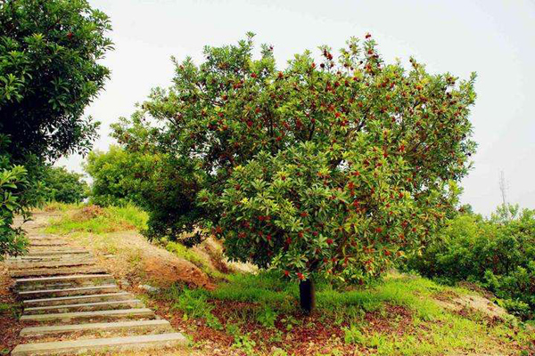 杨梅树种植前景如何？杨梅树种植方法