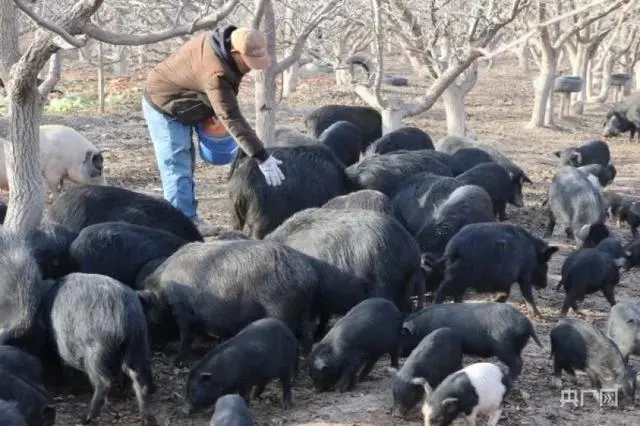 猪肉养殖致富新路_养猪致富经_致富经生态养殖猪视频