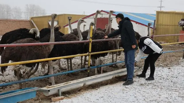 猪肉养殖致富新路_致富经生态养殖猪视频_养猪致富经