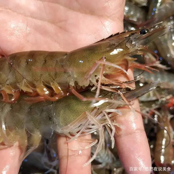 河虾养殖技术培训_河虾养殖技术收徒弟_河虾养殖视频致富经河虾养殖