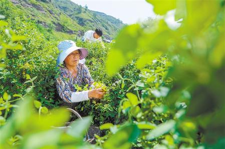 从“有没有”到“好不好” ——庆阳市农民专业合作社规范提升工作侧记