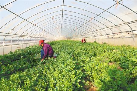 致富种植农民庆阳有补贴吗_庆阳农民种植致富_甘肃庆阳种植