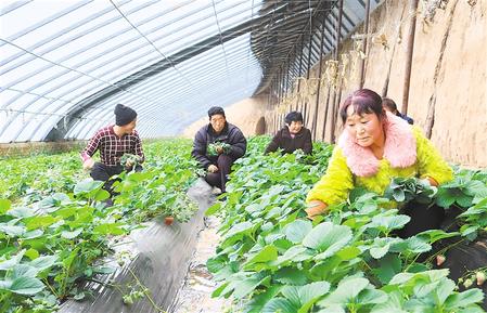 庆阳农民种植致富_致富种植农民庆阳有补贴吗_甘肃庆阳种植