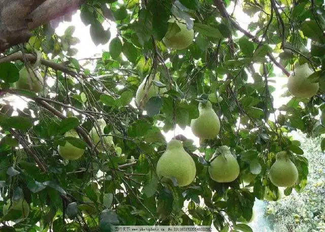 盆栽柚子树的种植技术_盆栽柚子种植树技术要点_盆栽柚子种植树技术与管理