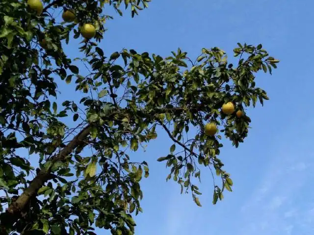 盆栽柚子种植树技术要点_盆栽柚子种植树技术与管理_盆栽柚子树的种植技术