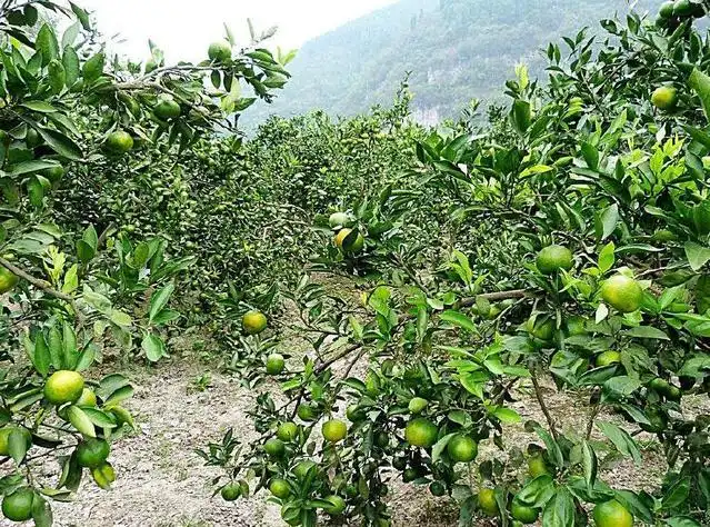 盆栽柚子种植树技术与管理_盆栽柚子树的种植技术_盆栽柚子种植树技术要点