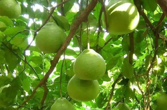 盆栽柚子种植树技术与管理_盆栽柚子树的种植技术_盆栽柚子种植树技术要点