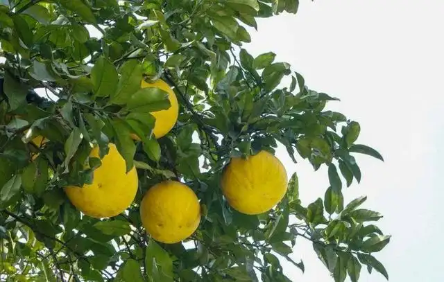 盆栽柚子种植树技术与管理_盆栽柚子树的种植技术_盆栽柚子种植树技术要点