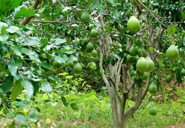 盆栽柚子种植树技术与管理_盆栽柚子种植树技术视频_盆栽柚子树的种植技术