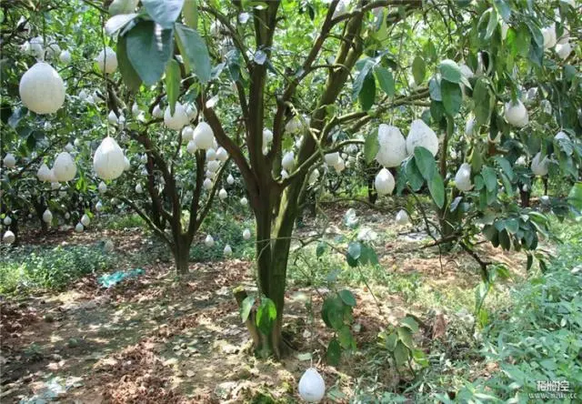 盆栽柚子种植树技术与管理_盆栽柚子树的种植技术_盆栽柚子种植树技术视频