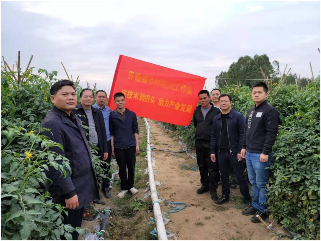 致富经圣女果栽种_种植圣女果赚钱吗_致富经圣女果