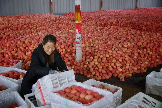 庆阳种植什么作物_甘肃庆阳种植_庆阳农民种植致富