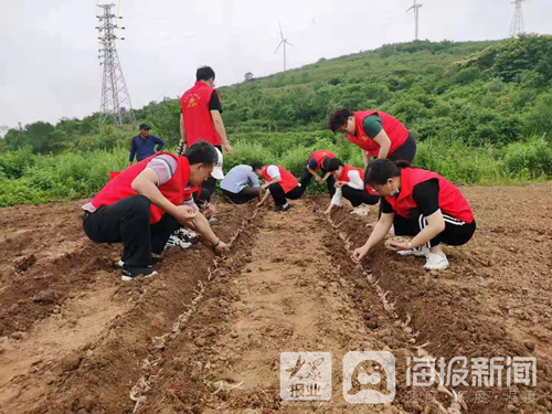 文登区中药种植拓宽农民致富路