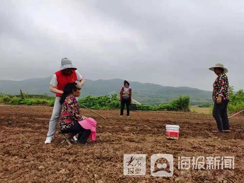 农村致富经中药材种植_致富种植农民草药图片_农民致富 草药种植