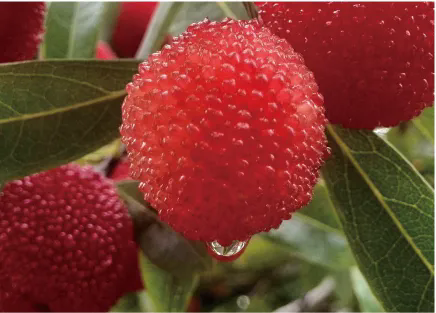 早杨梅树种植技术_怎样种植杨梅树_杨梅树苗种植