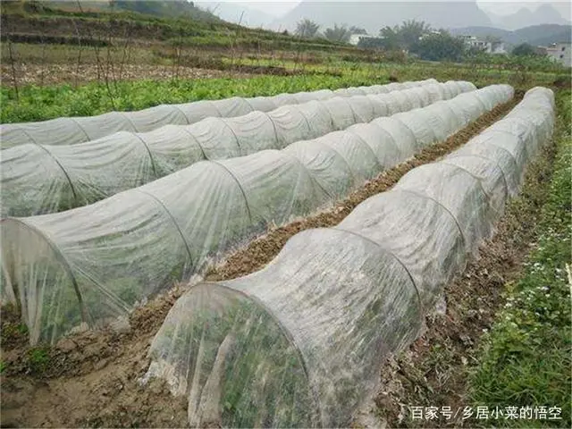 拱棚韭菜种植技术与管理_拱棚韭菜的种植技术_拱棚韭菜种植技术要点