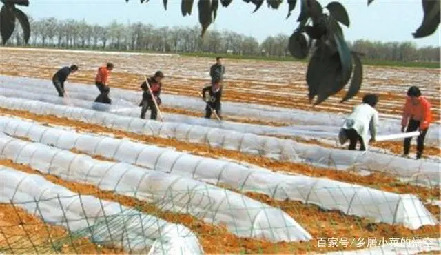 拱棚韭菜种植技术要点_拱棚韭菜种植技术与管理_拱棚韭菜的种植技术