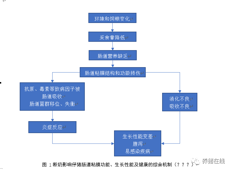 泥鳅养殖技术及饲料配方_饲料配方养殖泥鳅技术视频_饲料泥鳅怎么养