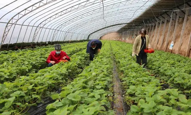 甘肃庆阳种植_庆阳农民种植致富_庆阳种植什么作物