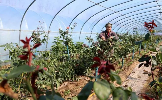 庆阳种植什么作物_甘肃庆阳种植_庆阳农民种植致富