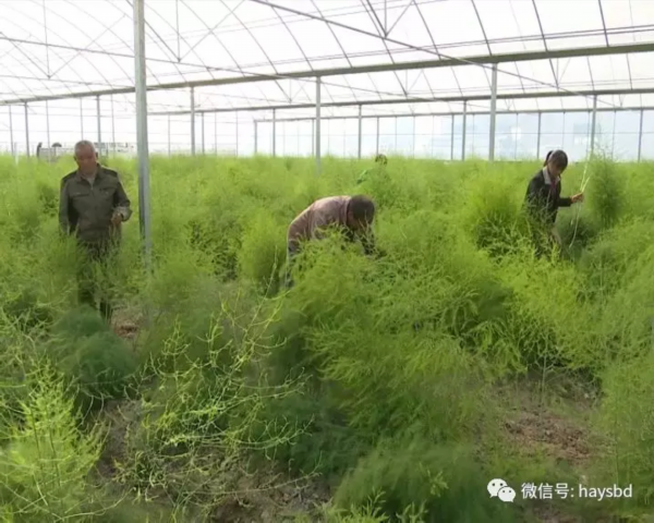 致富经芦笋种植视频_种植芦笋 致富吗_致富种植芦笋图片