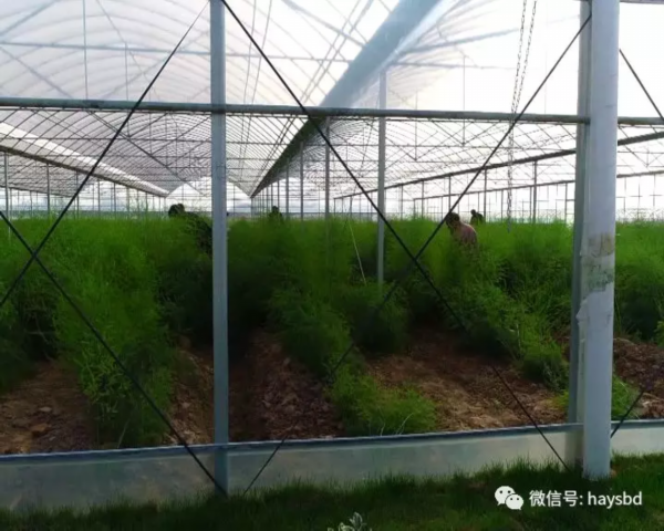 种植芦笋 致富吗_致富经芦笋种植视频_致富种植芦笋图片