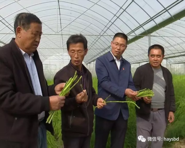 致富经芦笋种植视频_致富种植芦笋图片_种植芦笋 致富吗