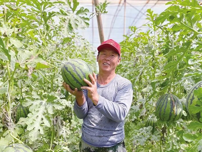 西瓜小拱棚_西瓜拱棚现代化早春栽培技术_拱棚西瓜种植致富