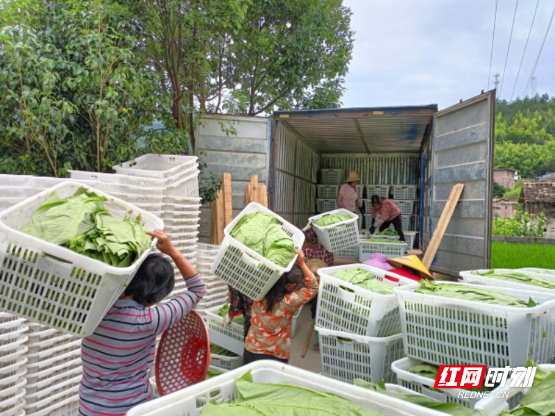 致富种植视频全集_种植致富经_种植岗梅致富吗