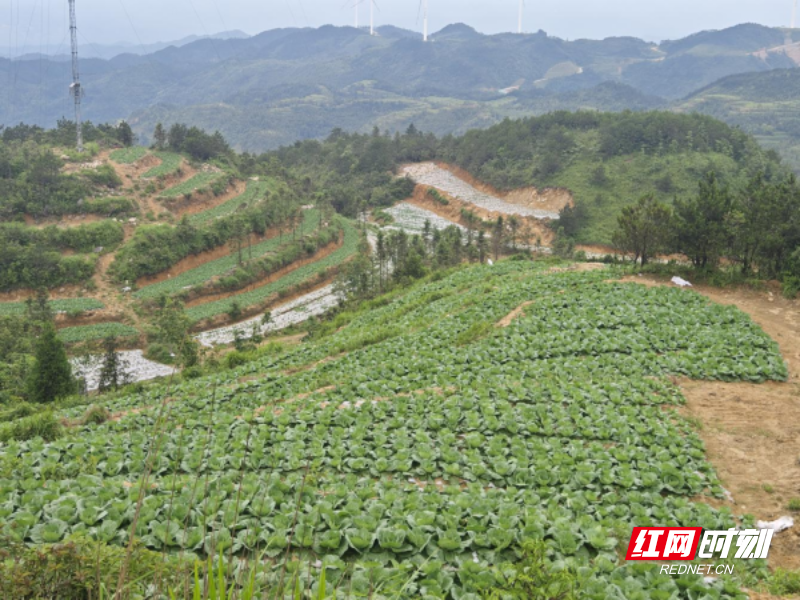 种植岗梅致富吗_致富种植视频全集_种植致富经