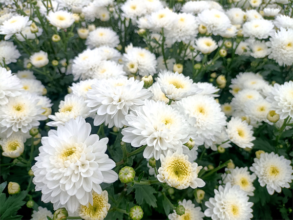 特色种植菊花致富_菊花致富经_致富经菊花种植视频