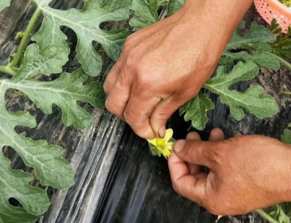 小拱棚西瓜种植视频_拱棚西瓜种植致富_拱棚西瓜种植技术视频