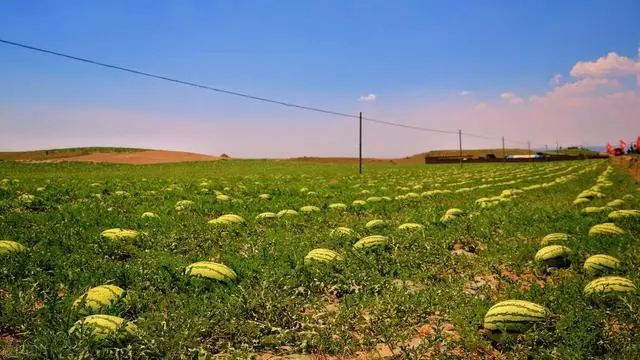 种植案例：这样种西瓜种，一亩地赚一万20亩地年赚20万发家致富