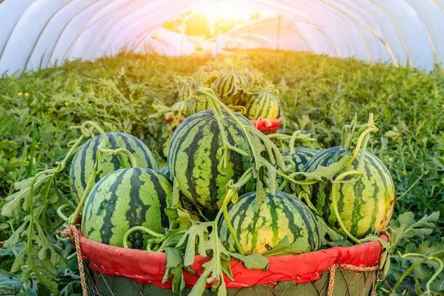 水果种植致富案例_致富水果案例种植感悟_水果致富经