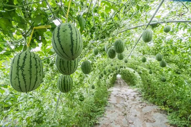 水果致富经_水果种植致富案例_致富水果案例种植感悟