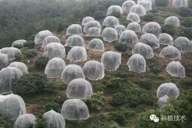 杨梅树苗种植_杨梅树的种植法_早杨梅树种植技术