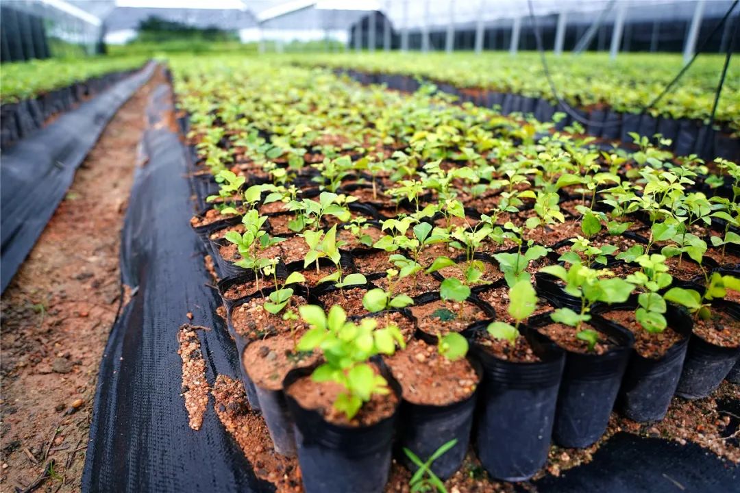 致富经种植亩收入过亿_种植岗梅致富吗_致富经种植草莓