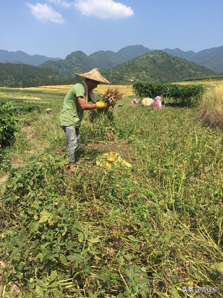 德宏州早春花生高效栽培技术