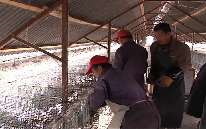 水貂养殖关键技术_养殖关键水貂技术是什么_水貂的养殖前需要做什么准备